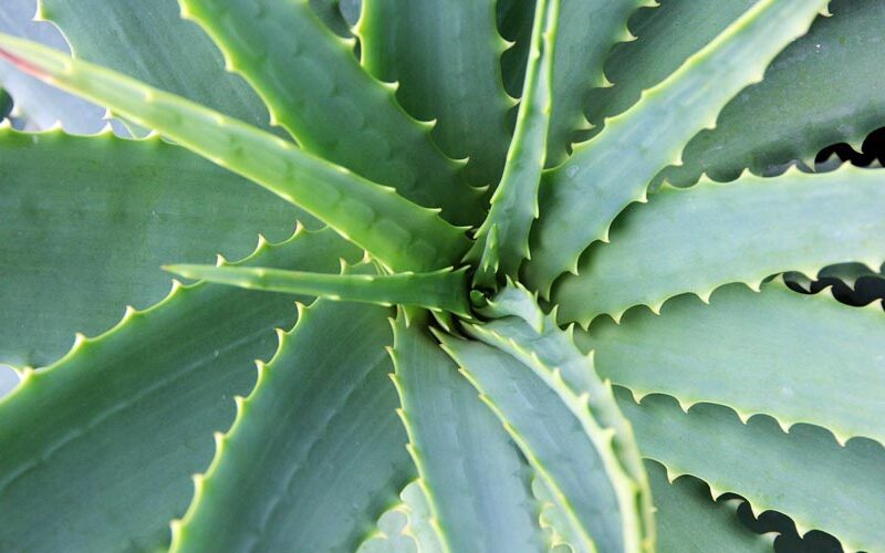 Aloe Vera, eine echte Geheimwaffe
