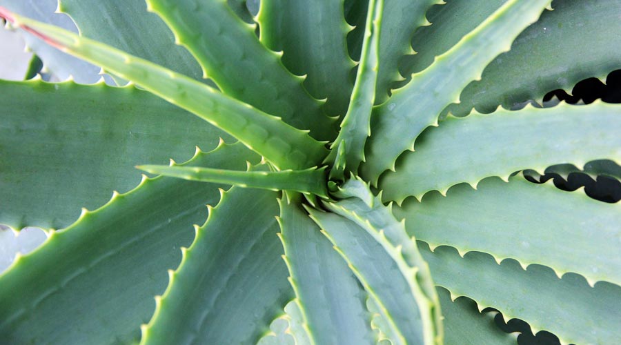 Aloe Vera