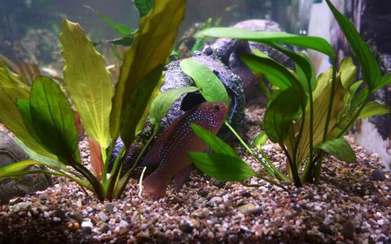 Aquarium im Büro mindert Stress