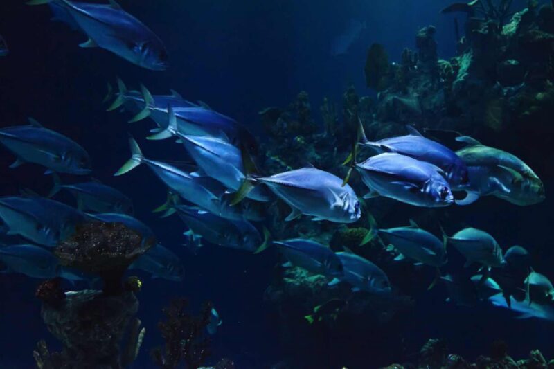 Das Aquarium kühl halten 