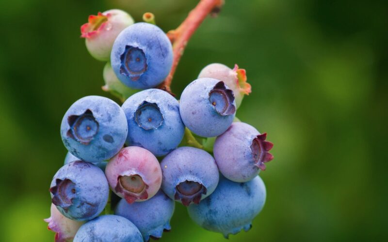 Blaubeeren im eigenen Garten anbauen
