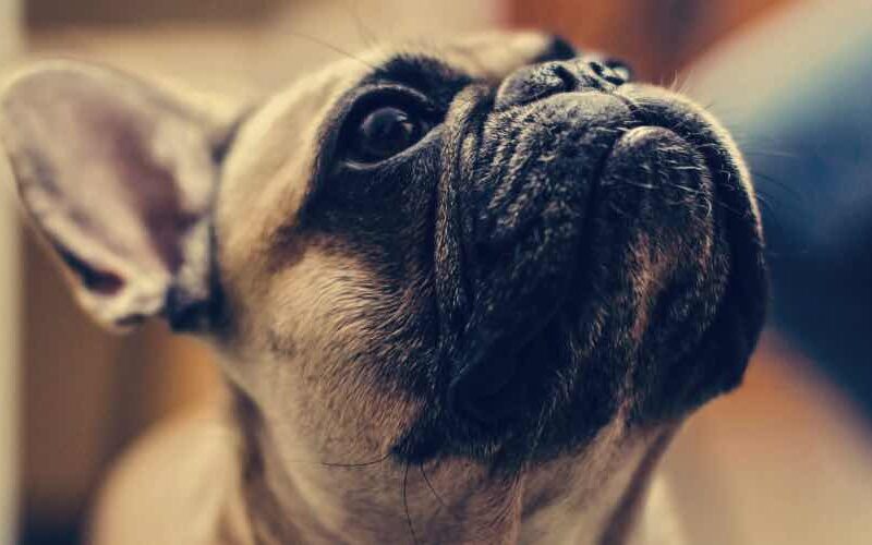 Passt die Französische Bulldogge zu mir?