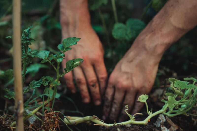 Grundausrüstung für den Garten – diese Geräte brauchen Sie