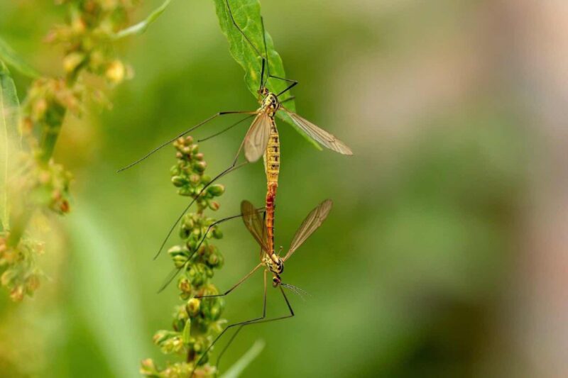 Die besten Hausmittel gegen Insektenstiche