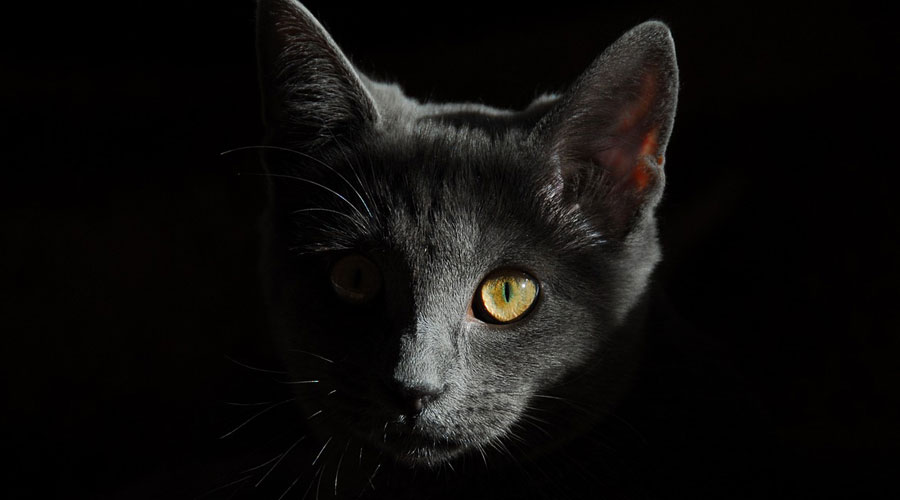 Katze Wirkung