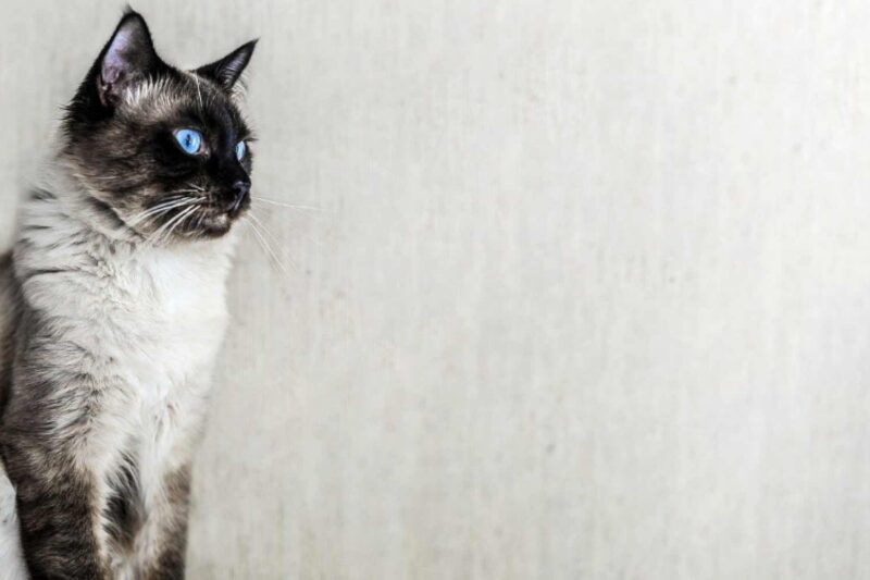 Die Katzenrasse Ragdoll 