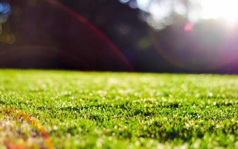 Die richtige Rasenpflege im Sommer