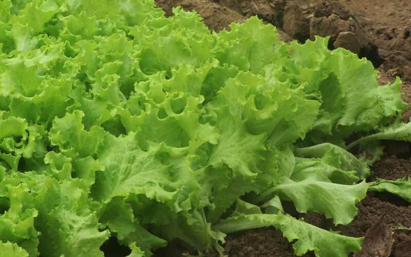 Salate für die Ernte im Herbst