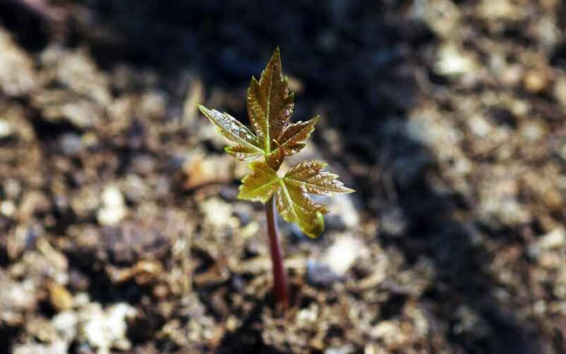 So wird der Setzling zu einem Baum