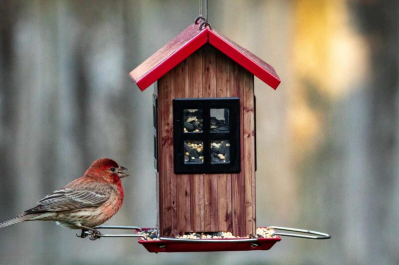 Vogelhaus selber bauen leicht gemacht