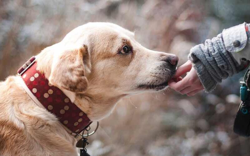Wintertipps für die Pflege des Hundes 