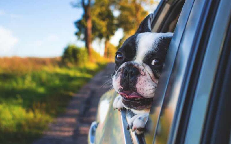 Tipps für das Zusammenleben mit Hund